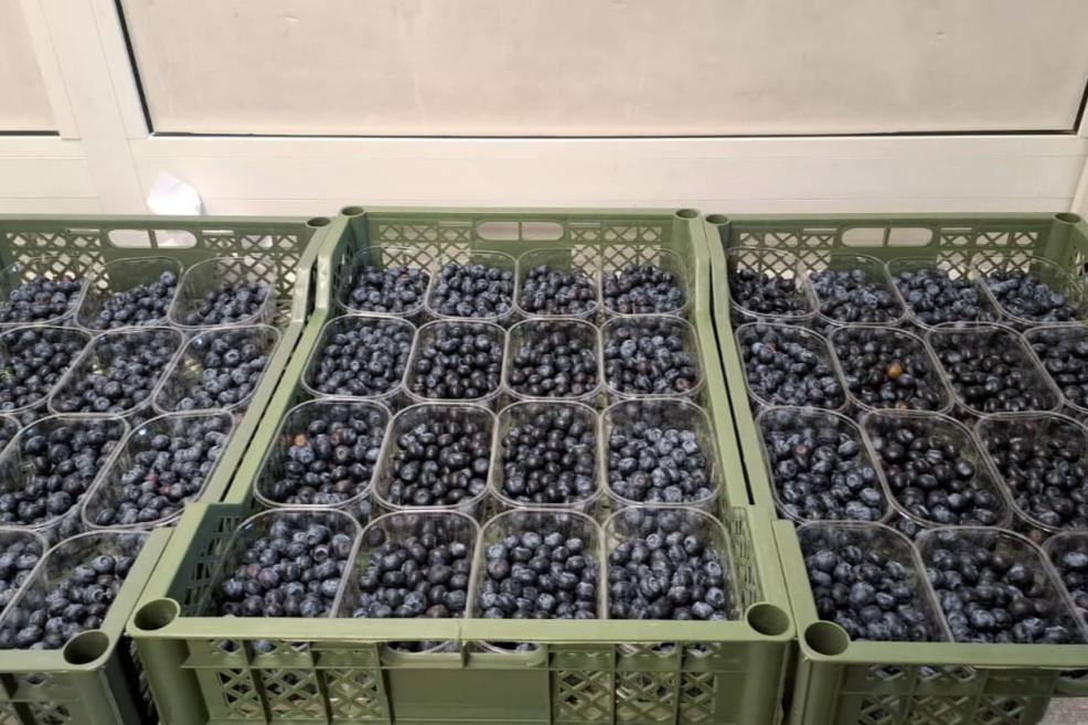 На полках свердловских магазинов появится первая пробная партия голубики из Узбекистана | На Урал прибыло 13 тонн первой партии голубики из Узбекистана