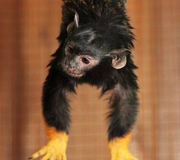 В уральском зоопарке родились малыши обезьян из рода тамаринов | На Урале на свет появились две игрунковые обезьянки