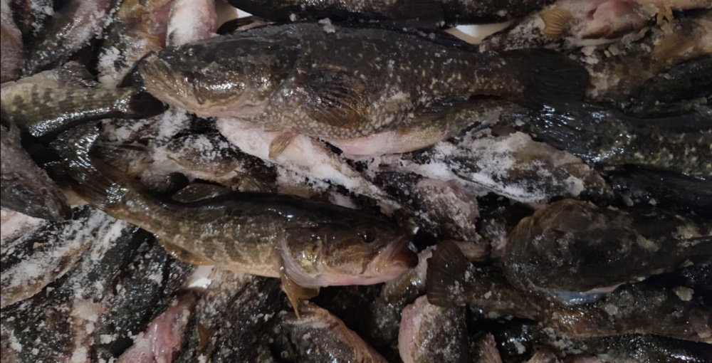 «Ловили на куриную ножку»: в Свердловской области мужчины выловили 171 рыбу за одну рыбалку | На Урале рыбаки на двоих выловили 171 рыбу