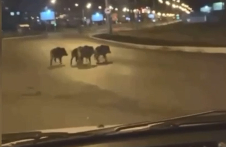 Стая кабанов бегала по Нижнему Тагилу