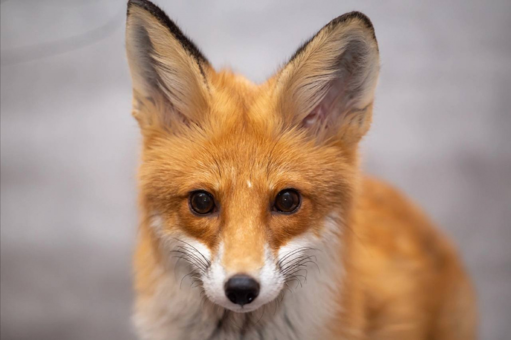 Лиса Алиса из Нижнего Тагила адаптируется к новой жизни после ДТП | На Урале лиса восстанавливается в Центре реабилитации диких животных