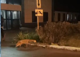 Лисы в Нижнем Тагиле: Пушистые обитатели дружелюбно бродят по улицам