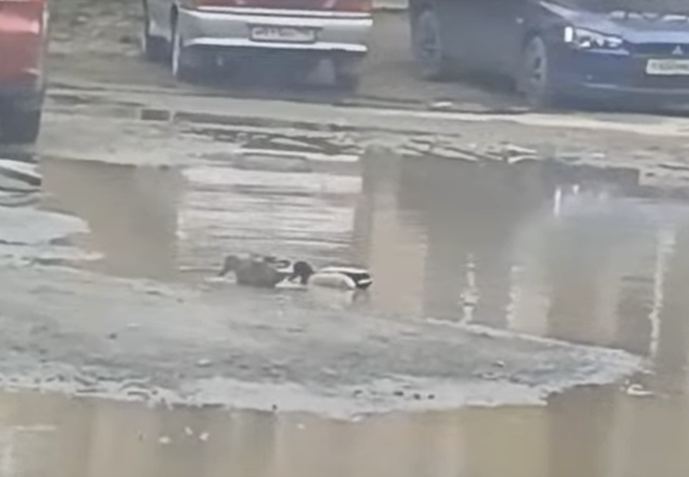 В Нижнем Тагиле на улице Победы отчаянные тагильские утки приняли огромную лужу за озеро | Неудобства или утопия? Утки в Нижнем Тагиле превратили лужу возле дома в озеро