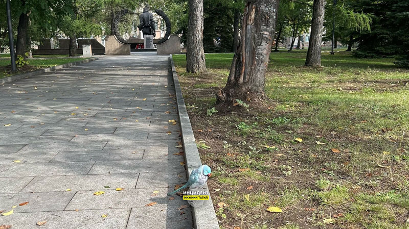 Попугай появился на набережной в центре Нижнего Тагила | В центре Нижнего Тагила обнаружили сбившегося с пути попугая
