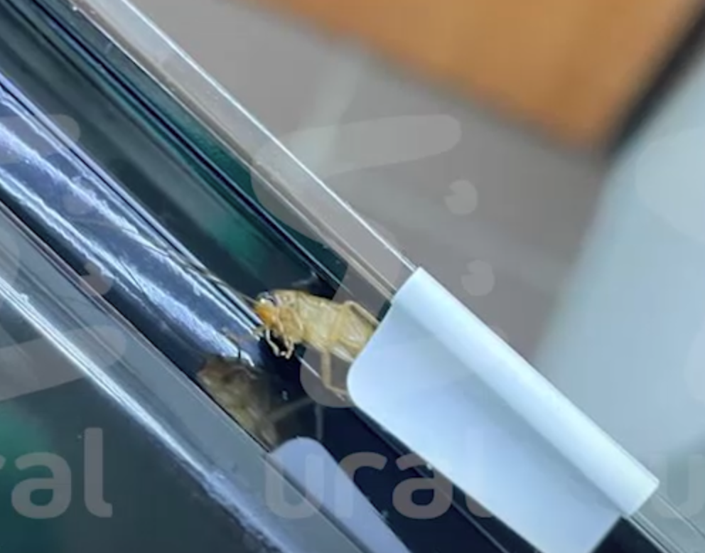 Скандал в магазине: сотрудник "Жизньмарта" раскрыл ужасы в продуктах, а сам травился с коллегами | Сотрудник "Жизньмарта" рассказал о находках в еде: тараканы, жуки, волосы, ключи и болты