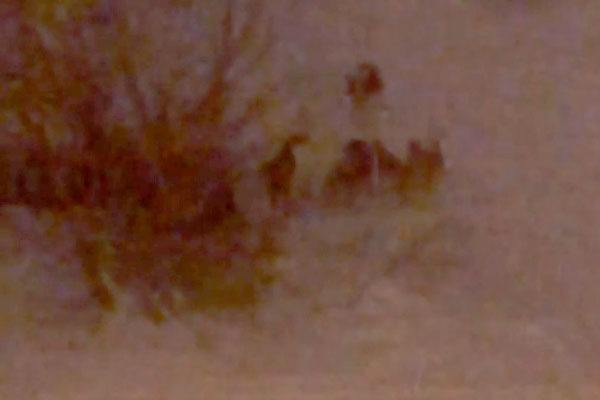 Тагильчане жалуются на собачий лай по ночам