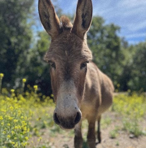 Умер ослик, послуживший моделью для Осла из «Шрека»: животное прожило 30 лет | Ослик, ставший прототипом Осла из «Шрека» умер в возрасте 30 лет