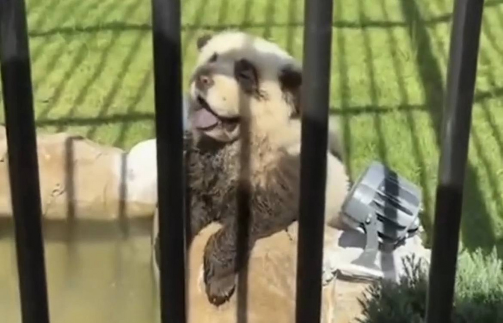 В Китайском зоопарке собак перекрашивали в другие цвета и выдавали их за панд | Китайский зоопарк поймали на выдаче собак за панд