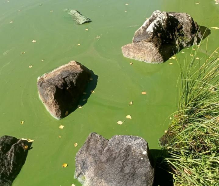 В питьевом водоеме Нижнего Тагила позеленела вода | На Урале питьевой водоем стал ярко-зеленого цвета