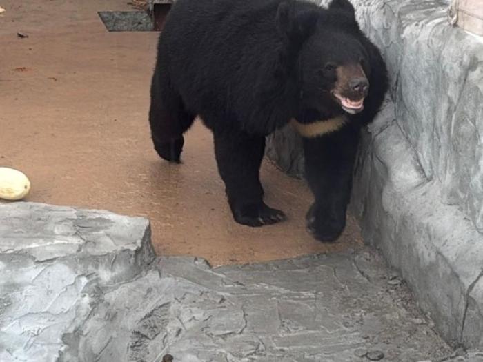 В Кольцово прилетела 245-килограммовая медведица: скоро её увидят в екатеринбургском зоопарке | В Екатеринбургский зоопарк доставили гималайскую медведицу Киру из Забайкалья