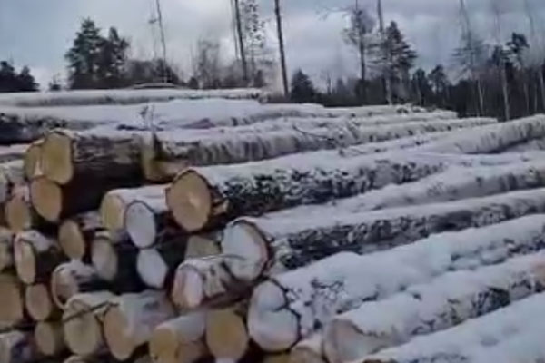 Жители Нижнего Тагила пытаются спасти вековой лес