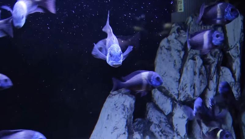 Тагильчанин создал огромный домашний аквариум, где разводит редких африканских рыб  | Житель Нижнего Тагила создал у себя дома океанариум с экзотическими рыбами