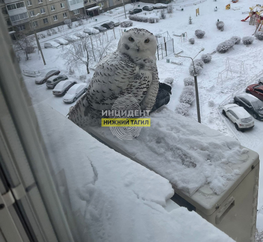В Нижнем Тагиле в появлении полярной совы увидели плохой знак