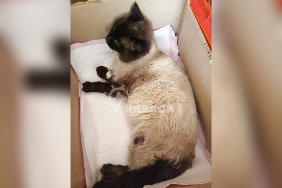 В Нижнем Тагиле был найден расстрелянный кот, которым сейчас занимаются волонтеры