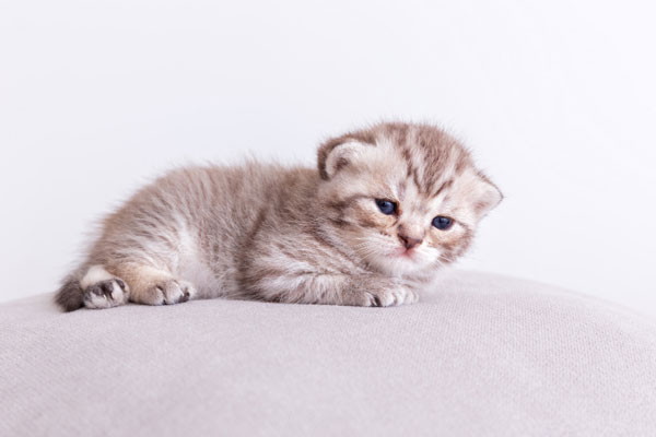 В нижнетагильский подъезд подкинули коробку с котятами | В Нижнем Тагиле нашли целую коробку брошенных котят