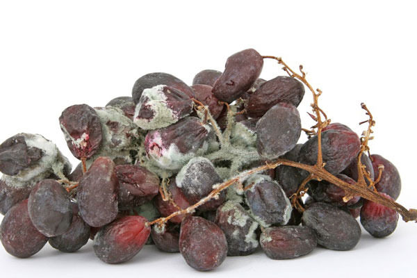 Плесень на овощах и фруктах: фармаколог предупредил о скрытой угрозе для здоровья | Почему плесневелый фрукт опасен: мнение эксперта университета