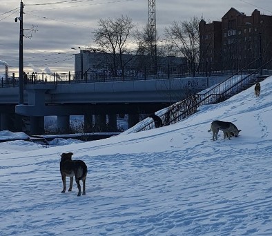 Нижний Тагил атакует стая собак: бездомных животных заметили в парке «Народный» | Тагильчане пожаловались на стаи бездомных собак в парке «Народный»