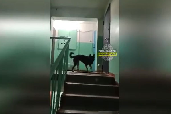 «Стоит вонь»: В Нижнем Тагиле хозяйка выгуливает свою собаку прямо в подъезде