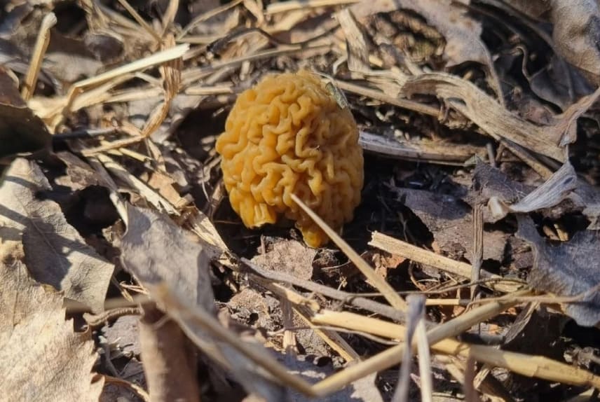 Тихая охота началась: свердловчане нашли первые весенние сморчки | Уральские грибники обнаружили первые весенние сморчки