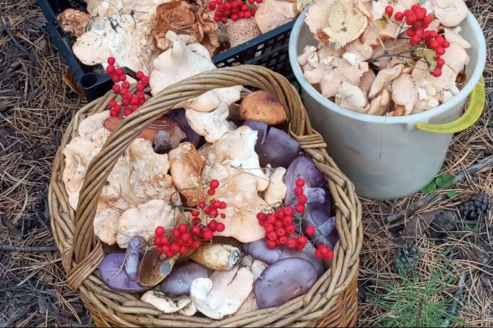 Фиолетовые грибы, грузди и ежовик: свердловчанки делятся своими находками в лесу  | На Урале свердловчанки нашли необычные фиолетовые грибы 