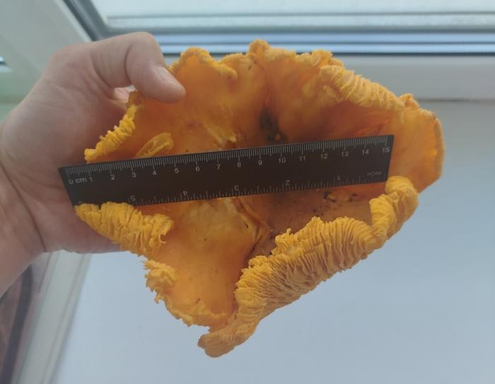 В Свердловской области грибник обнаружил необычно крупную лисичку размером 20 см | На Урале нашли гигантскую лисичку 20 см