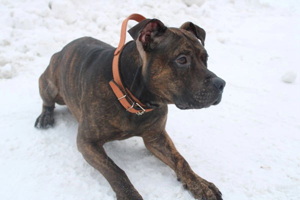 В Нижнем Тагиле пес предотвратил кражу из магазина продуктов