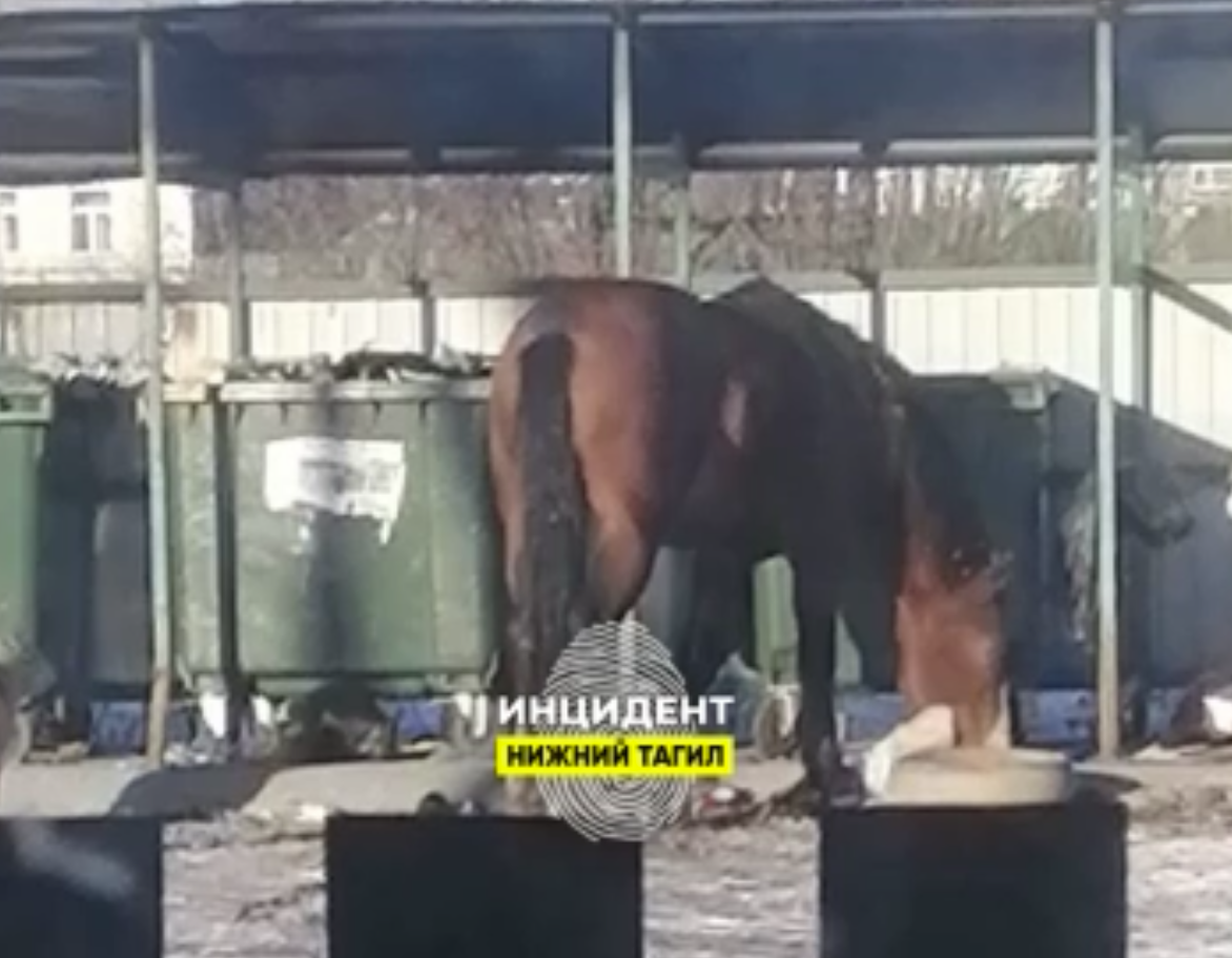 Жители Нижнего Тагила в ужасе: лошади стали угрозой для местного сообщества | Уральский город закошмарили лошади