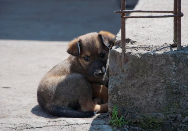 В Нижнем Тагиле пенсионер бросил троих щенков, завернув их в мешок | На Урале мужчина подбросил щенков в мешке   