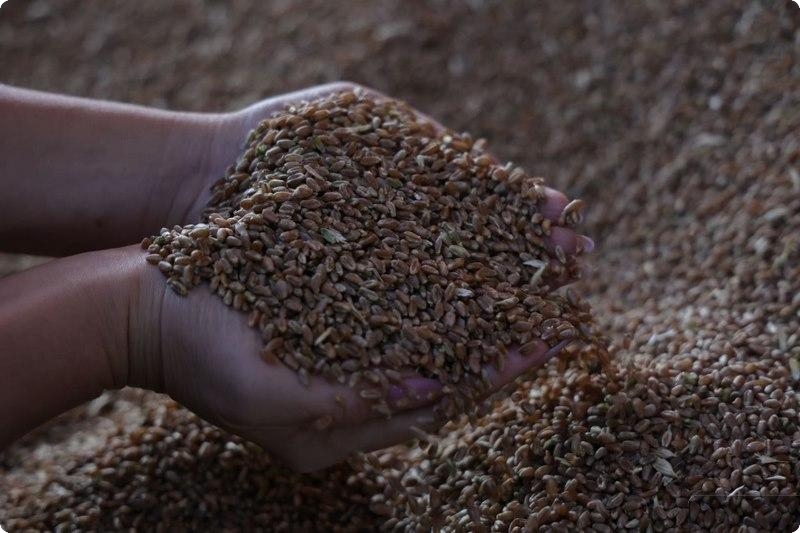 В Свердловской области в 2024 году увеличилась урожайность зерновых культур | Аграрии Свердловской области собрали уже более 75% зерновых культур 