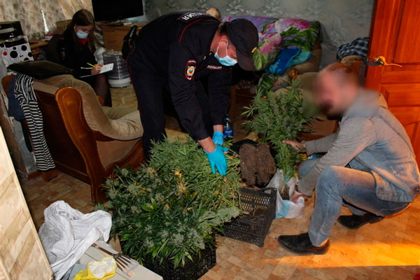 В рамках оперативно – профилактической операции «Мак» сотрудники полиции изъяли кусты наркосодержащего растения