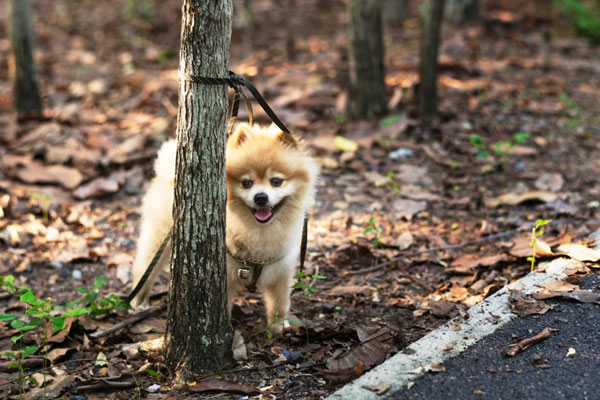 Жителя Нижнего Тагила обязали выплатить 65 тысяч рублей за смерть собаки | Житель Нижнего Тагила выплатит компенсацию за смерть собаки