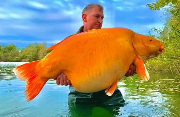 Во Франции рыболовы отдали дань уважения самой большой в мире золотой рыбке | Во Франции умерла самая большая в мире золотая рыбка «Морковка»