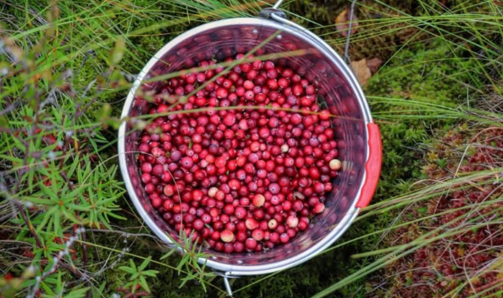 Свердловчане собирают полные корзины клюквы и брусники | На Урале наступила пора клюквы 