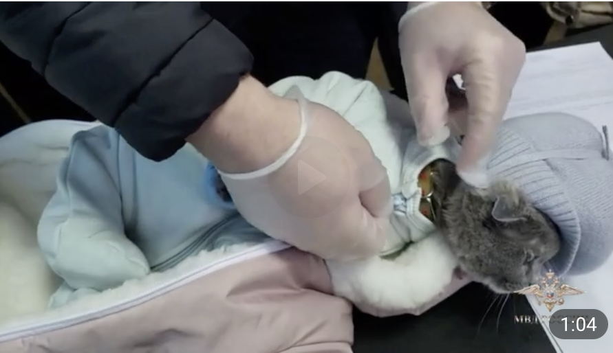 Женщина с кошкой вместо ребенка: полиция задержала закладчицу наркотиков в Нижнем Тагиле. Видео