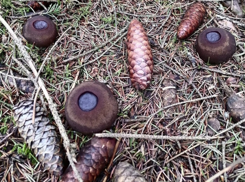 В лесу под Нижним Тагилом нашли очень редкий краснокнижный гриб | На Урале найден редкий гриб с омолаживающим эффектом