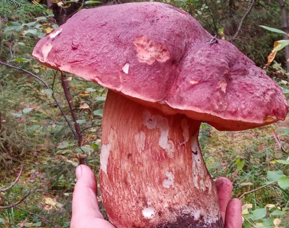 Почти килограмм: свердловчанка нашла огромный гриб в лесу | На Урале грибники находят огромные грибы Почти килограмм: свердловчанка нашла огромный гриб в лесу | На Урале грибники находят огромные грибы