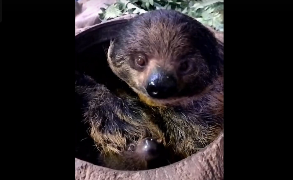 В Екатеринбургском зоопарке у пары ленивцев родился детеныш | Ленивец появился на свет в зоопарке Екатеринбурга В Екатеринбургском зоопарке у пары ленивцев родился детеныш | Ленивец появился на свет в зоопарке Екатеринбурга