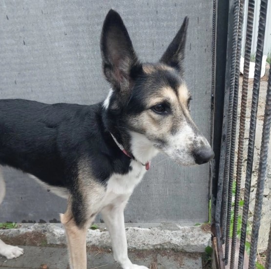 В Нижнем Тагиле спасенная волонтерами собака ищет второй дом | В Нижнем Тагиле ищут хозяина для собаки Леси