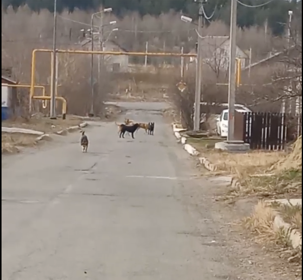 Бездомные собаки угрожают жителям Нижнего Тагила: жители просят помощи у властей