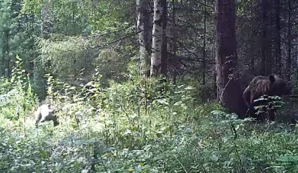 Медведица и три медвежонка: в заповеднике недалеко от Нижнего Тагила в видеоловушку попало семейство медведей | На Урале в видеоловушку попала семья медведей Медведица и три медвежонка: в заповеднике недалеко от Нижнего Тагила в видеоловушку попало семейство медведей | На Урале в видеоловушку попала семья медведей